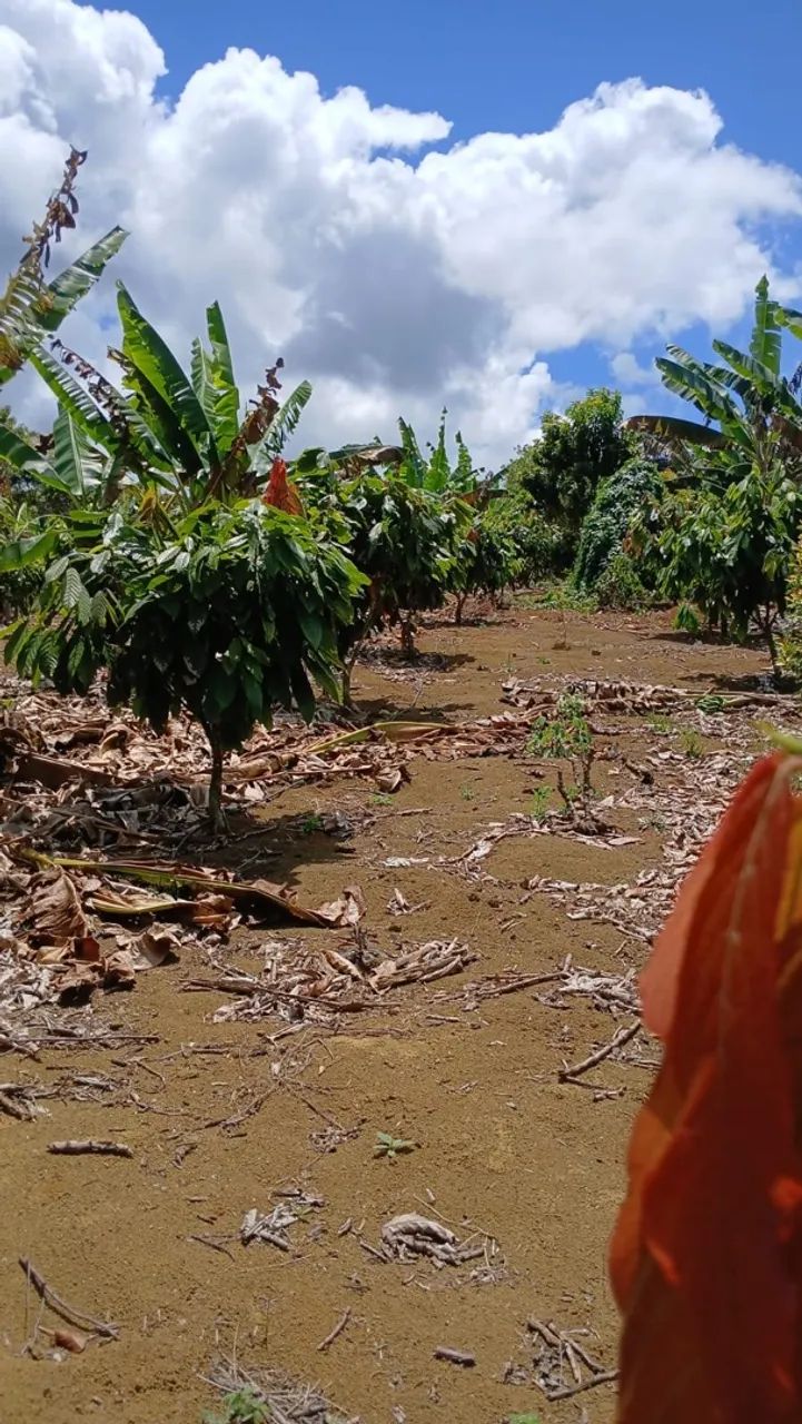 Sítio/Roça de cacau e banana  - Foto 2
