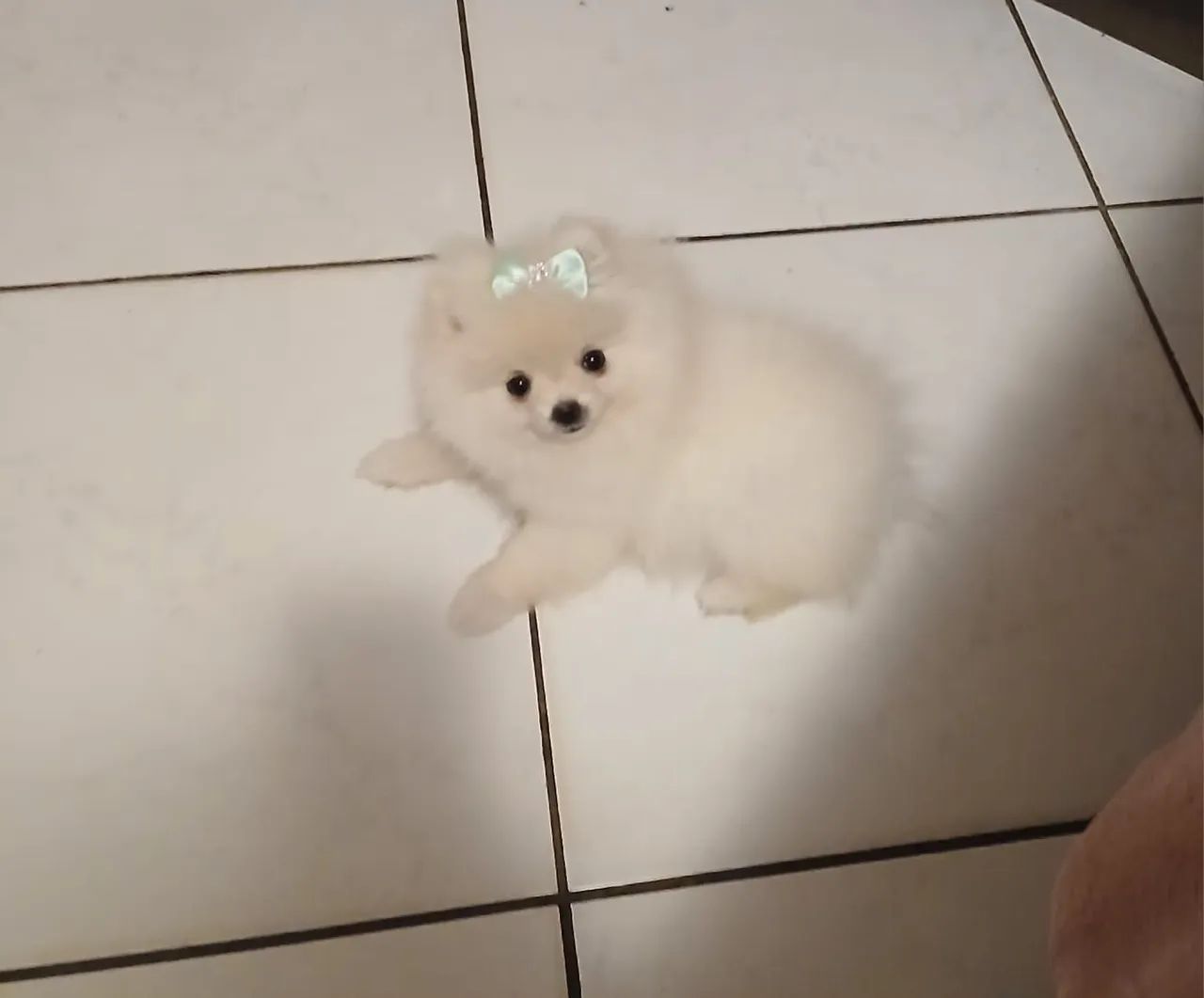Linda bebê de Spitz anã  - Foto 4