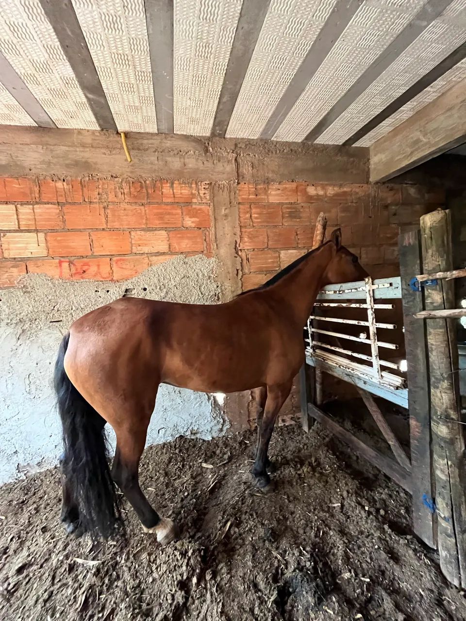 Vendo égua marcha picada  - Foto 5