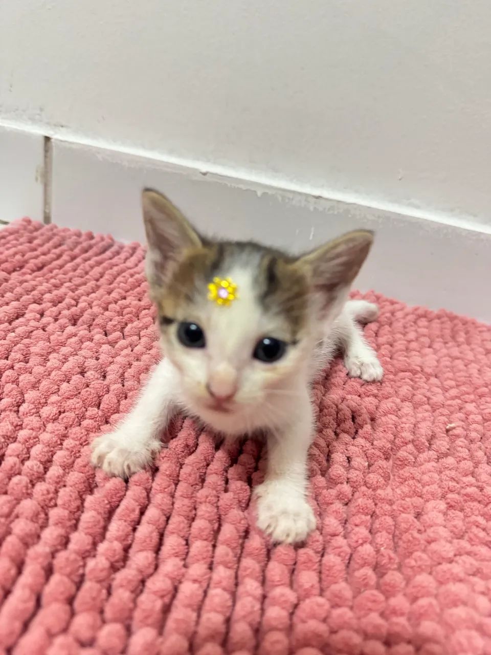 Doação responsável  - Foto 2