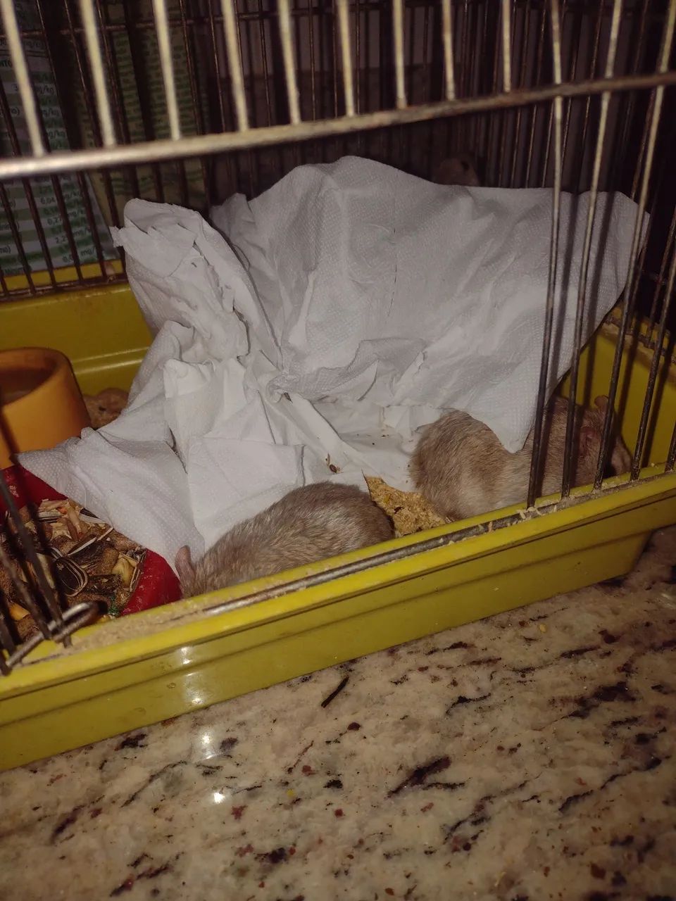 Hamster chinês  - Foto 2