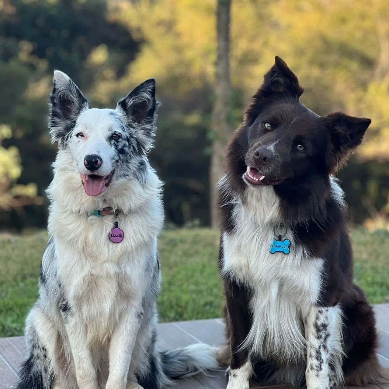 Filhotes de Border Collie - Foto 5