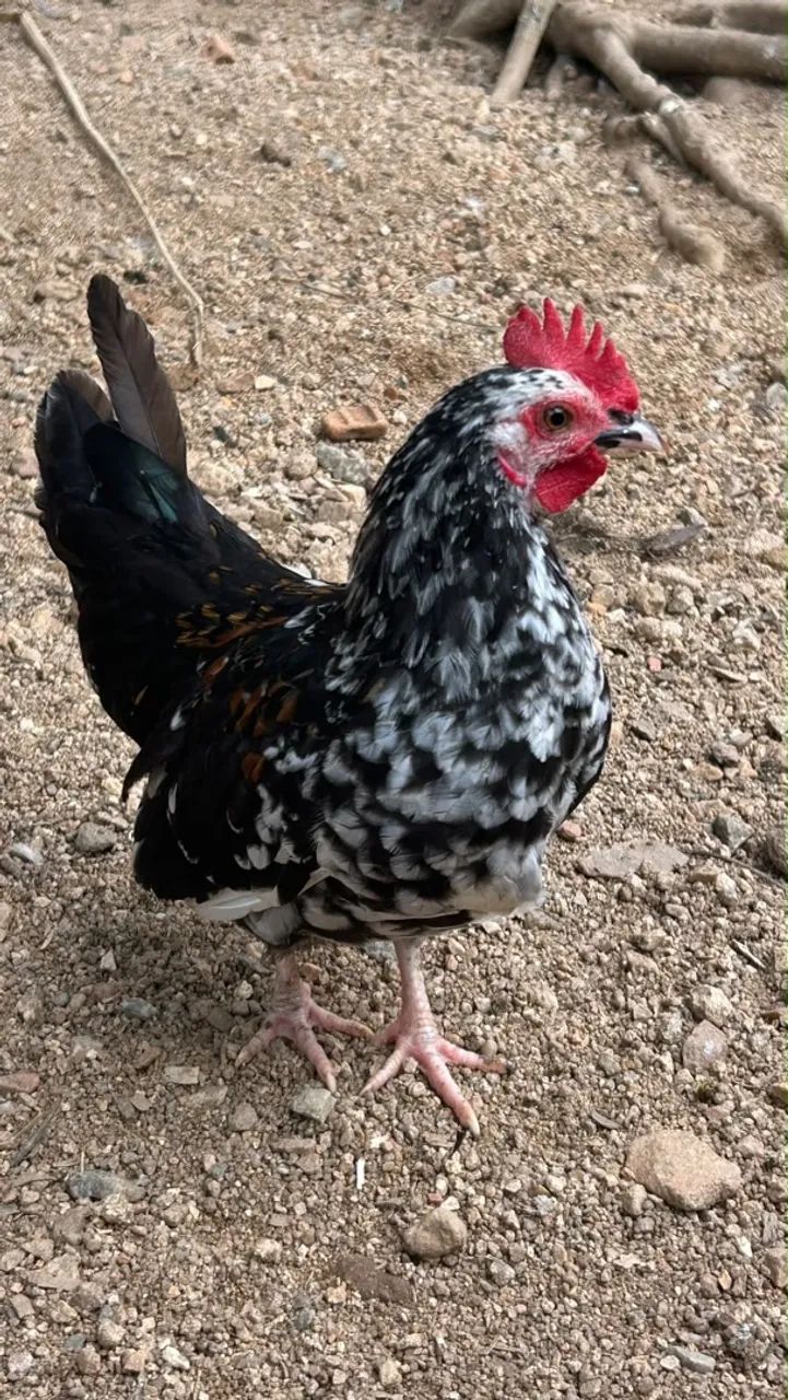 L O T É de Galos...Barbada! - Foto 3