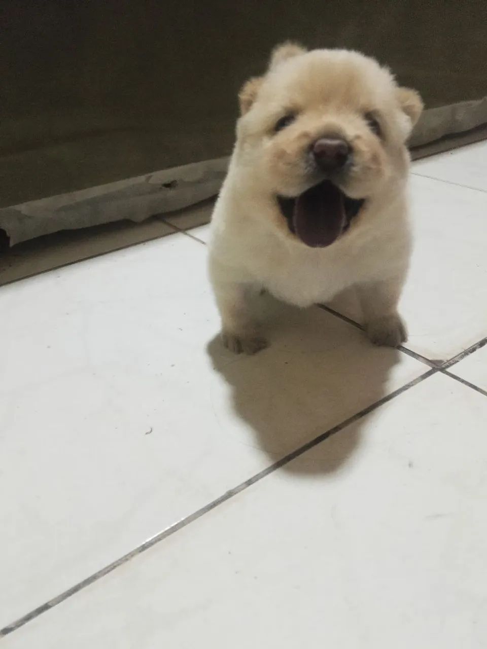 Cachorro para vender  - Foto 2