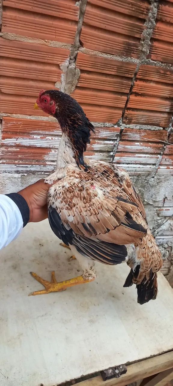 Casal de galinha  - Foto 4