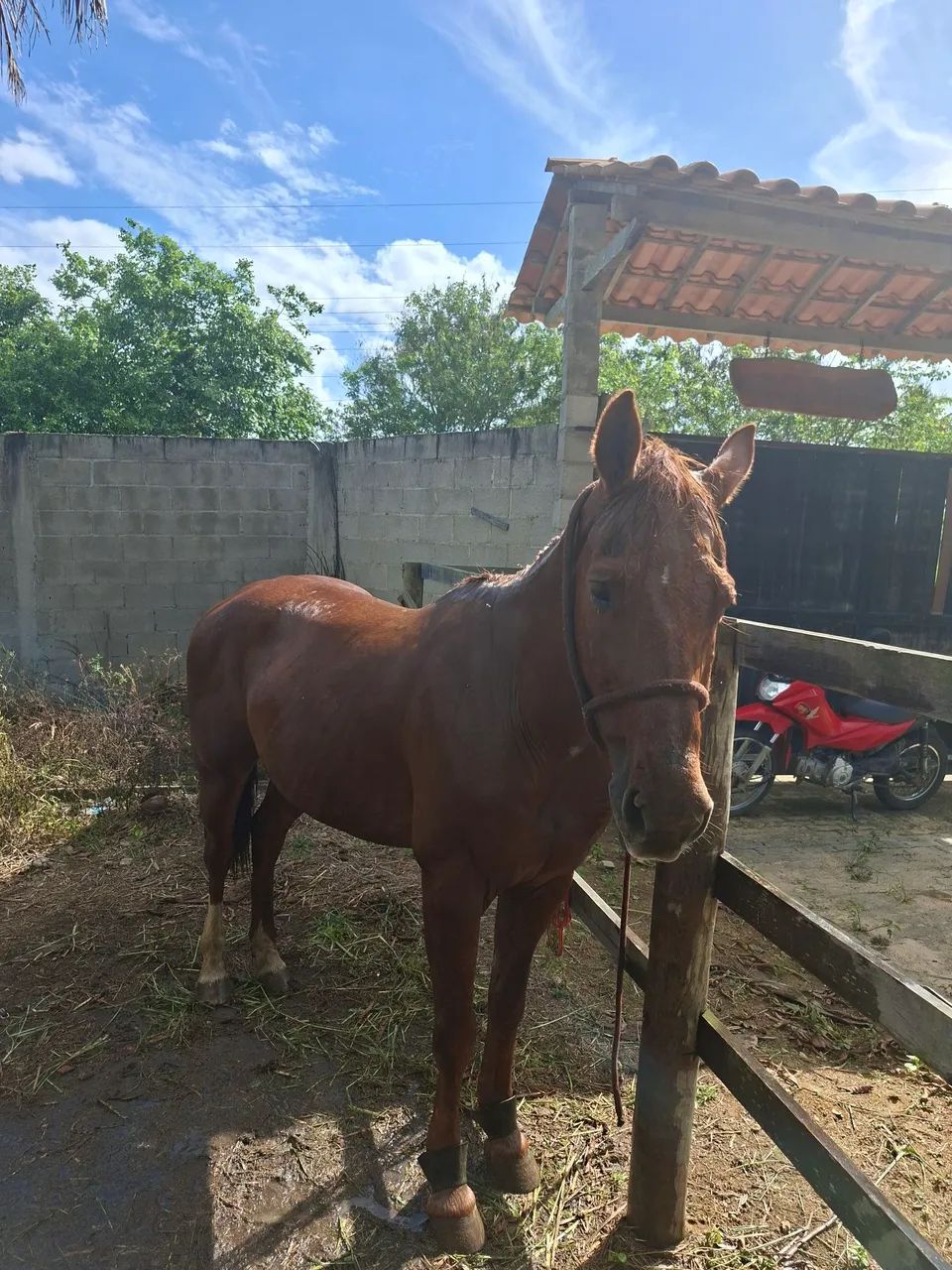 Cavalo de direita  - Foto 3