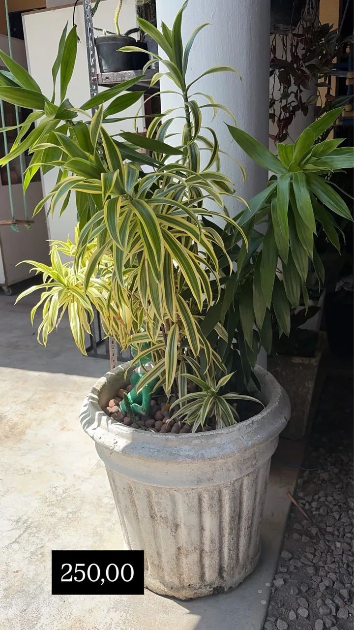 Jardim - Foto 5