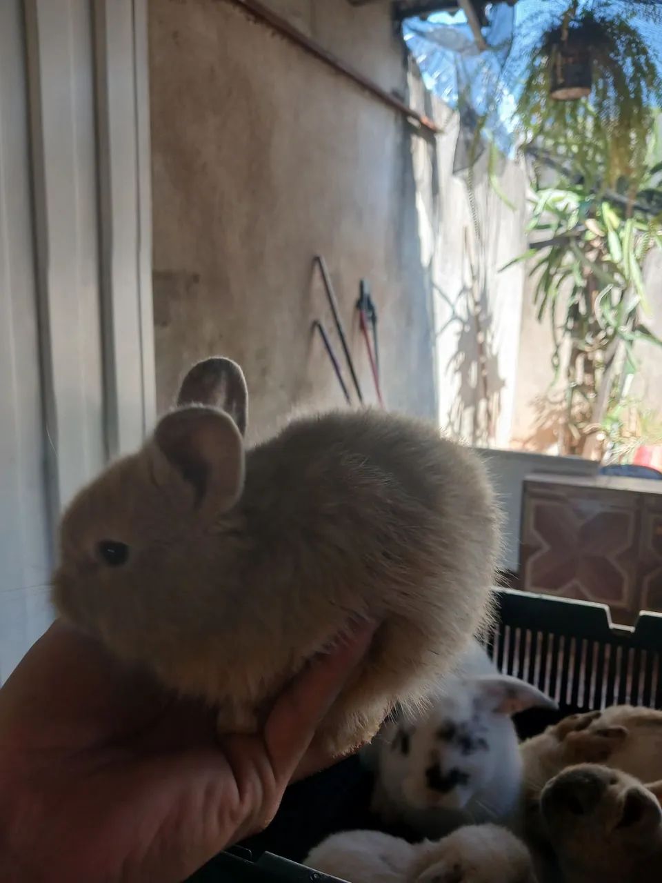 Gaiola, hamster, coelhos - Foto 3
