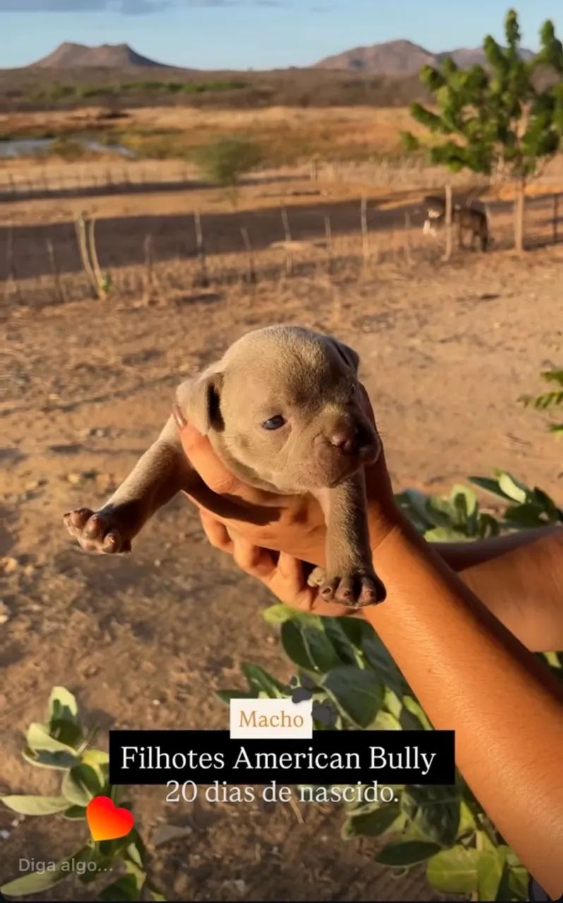 FILHOTES AMERICAN BULLY