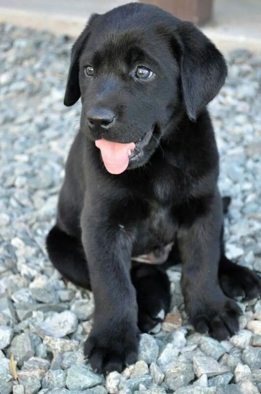 Labrador Retriever "Viver é compartilhar momentos."