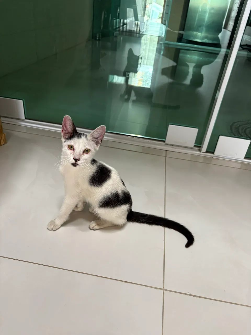 Gatinha para adoção 