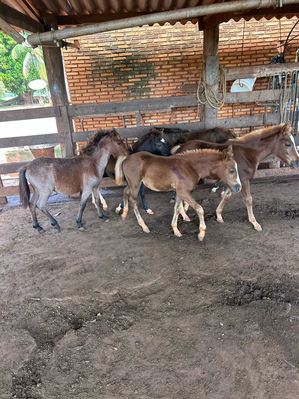 Pôneis lote 
