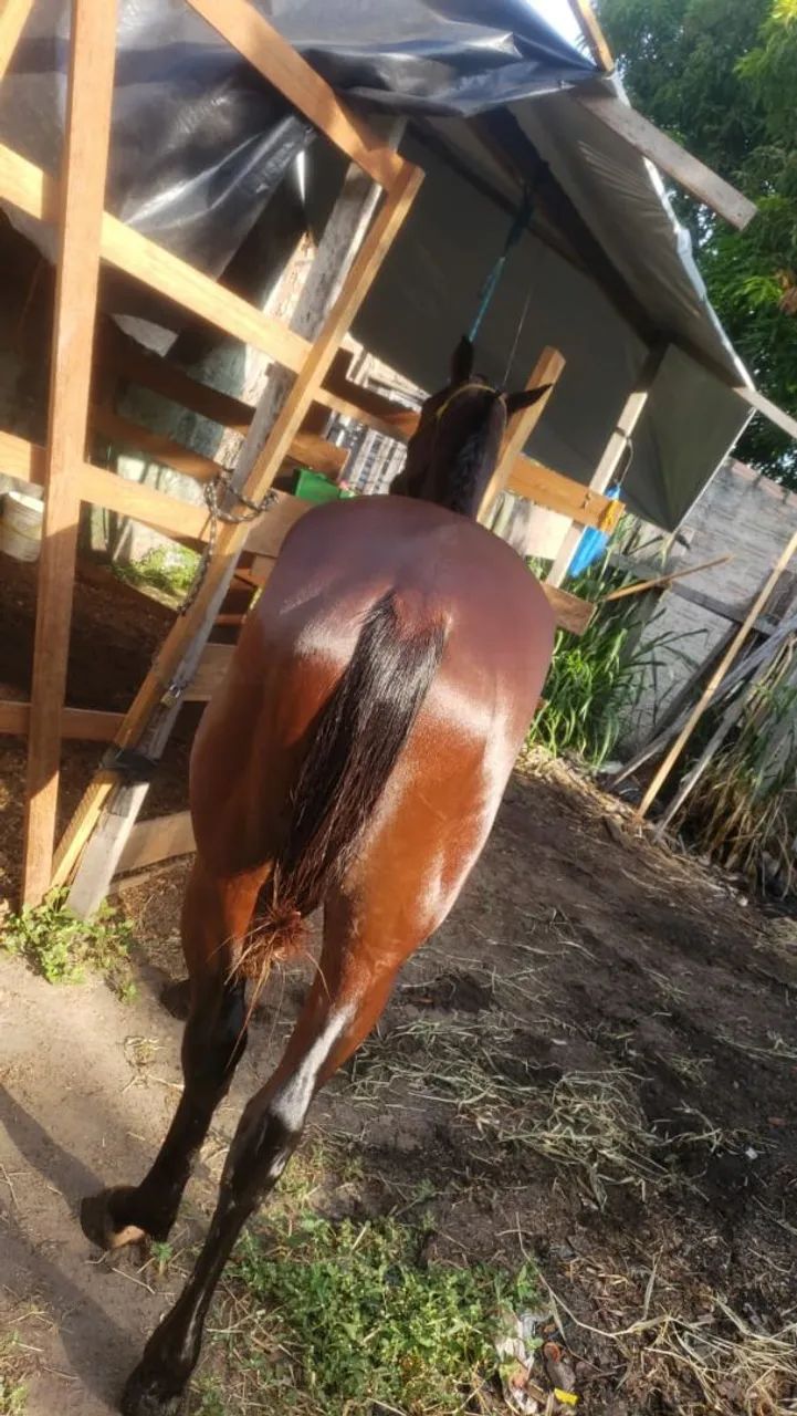 Vendo cavalo de corrida  - Foto 3