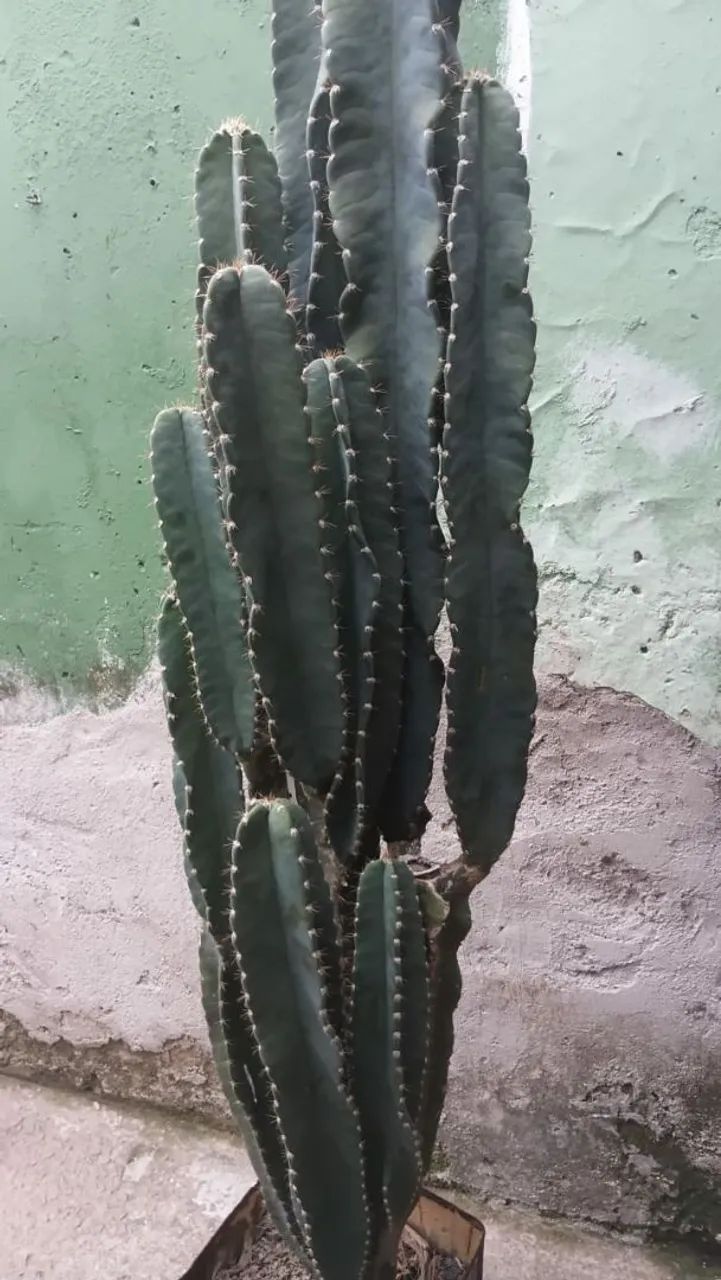 Mudas de cacto cereus
