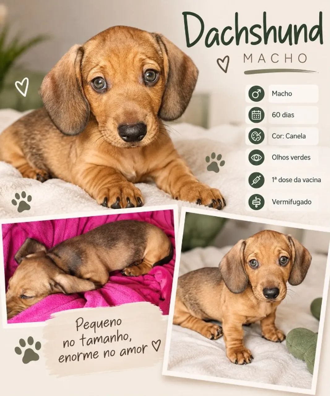 Filhotes de dachshund  - Foto 2