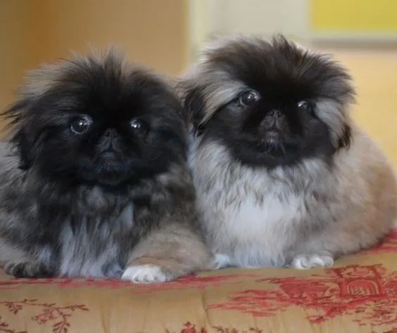 Pequines Filhotes