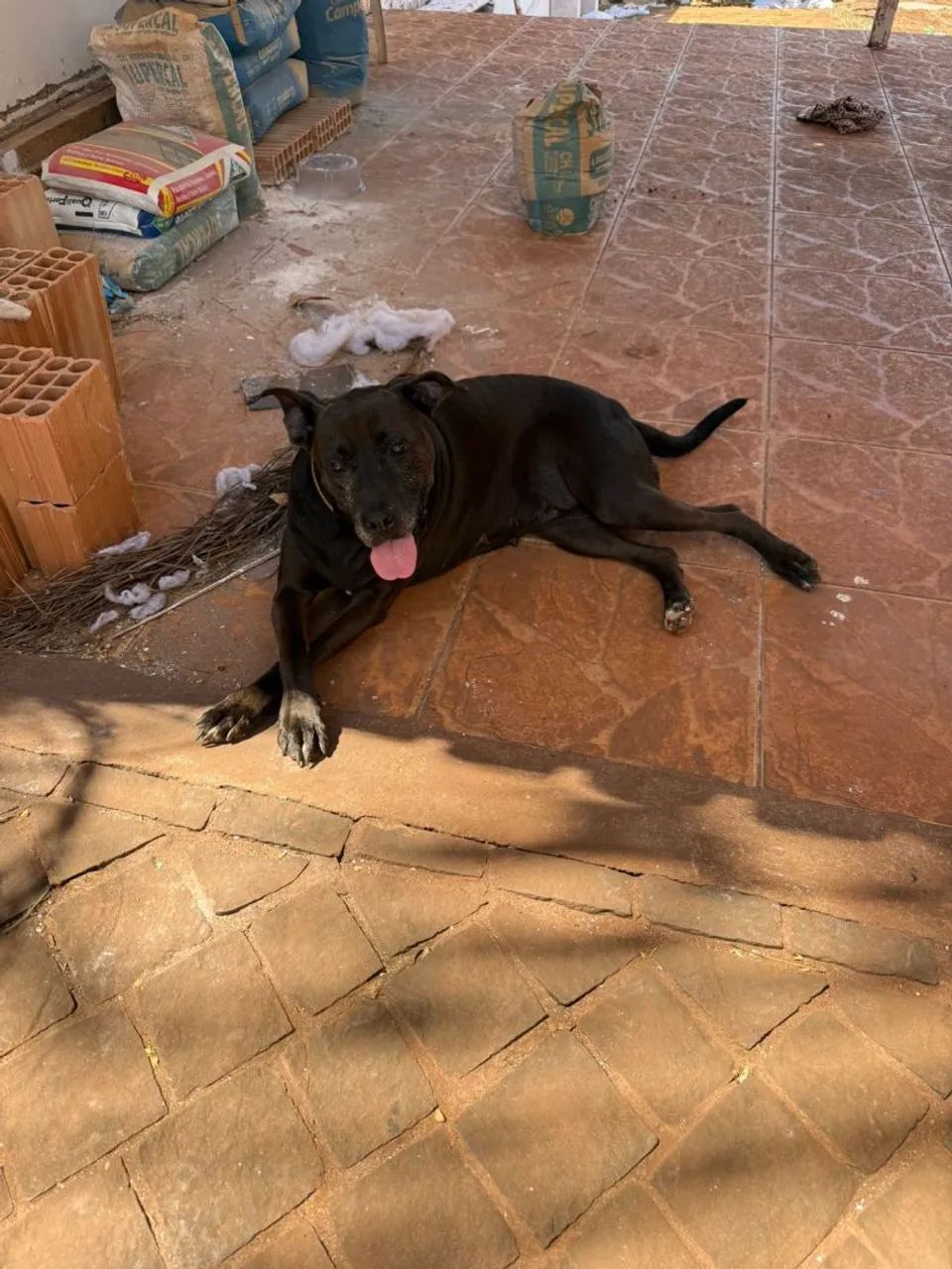 Adoção responsável  - Foto 2