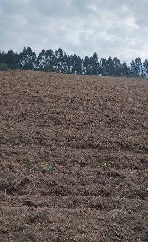 Excelente área com 52 litros em Mandirituba - Leão 