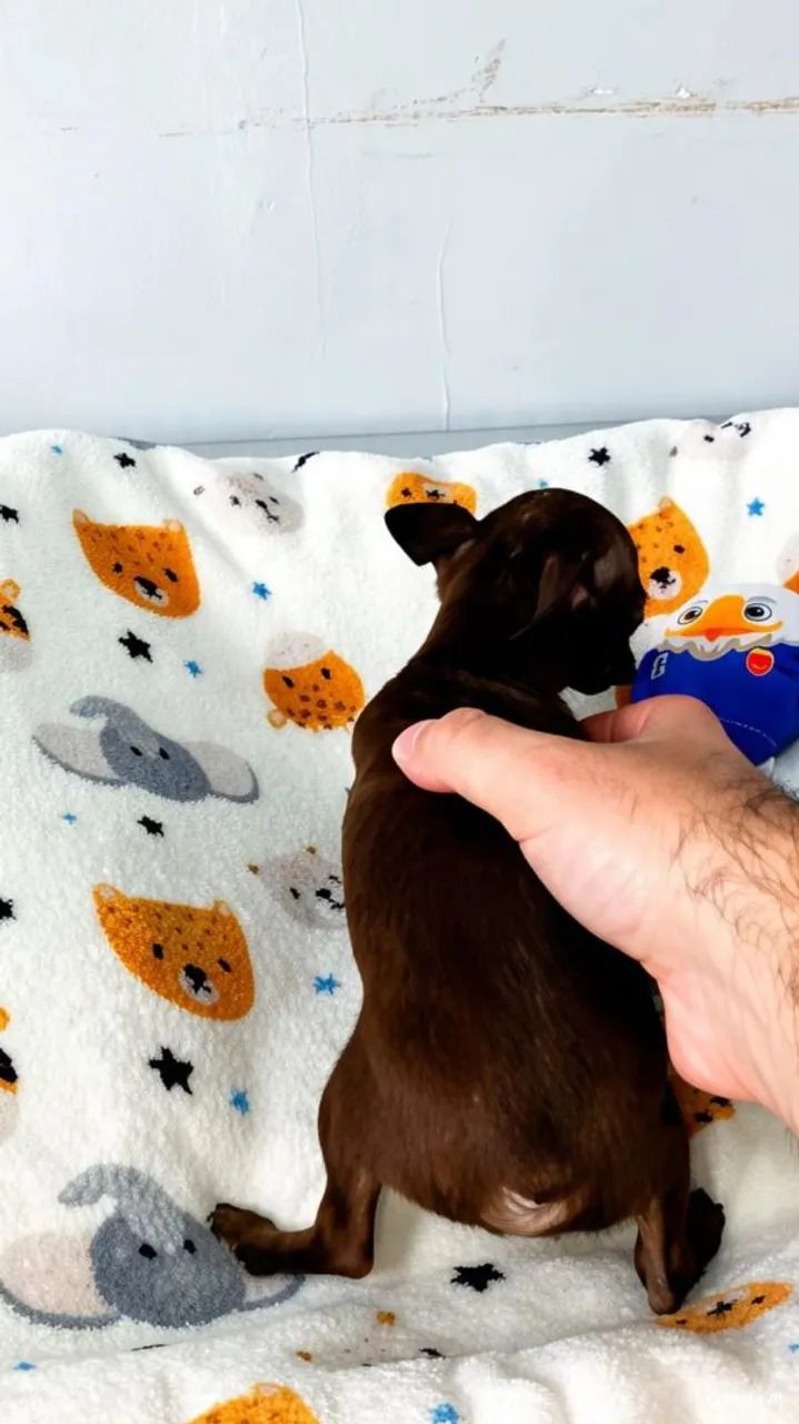 Pinscher  - Foto 3