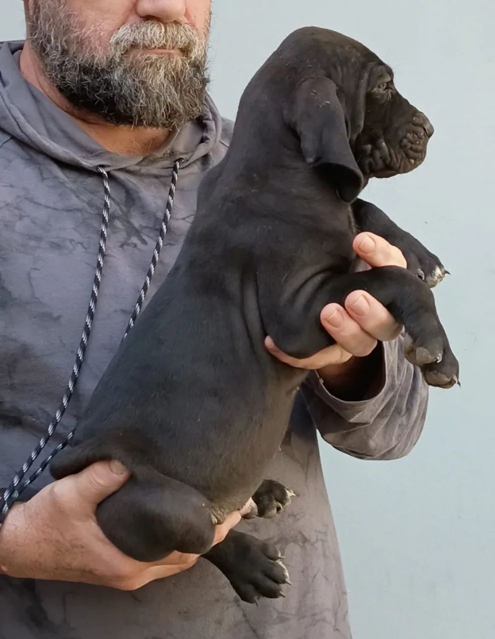 Vendo Fila Brasileiro 