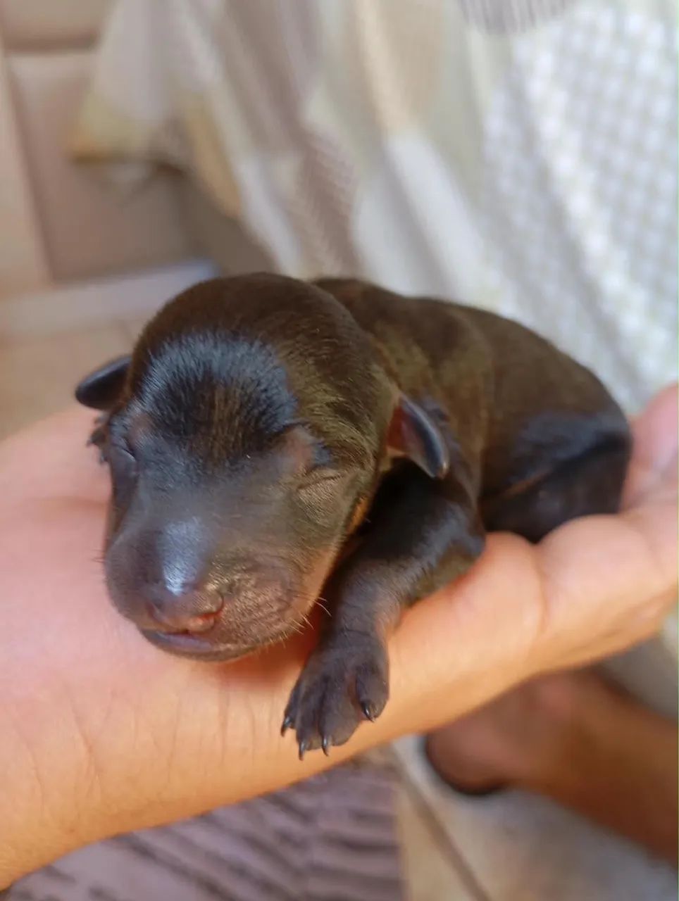 Vendo Pinscher - Foto 3