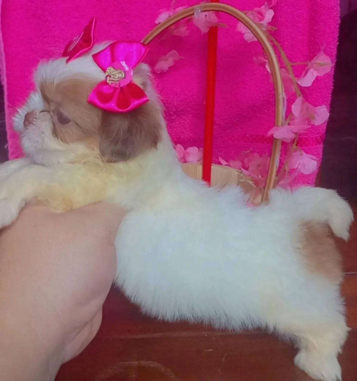 Shih tzu  - Foto 2