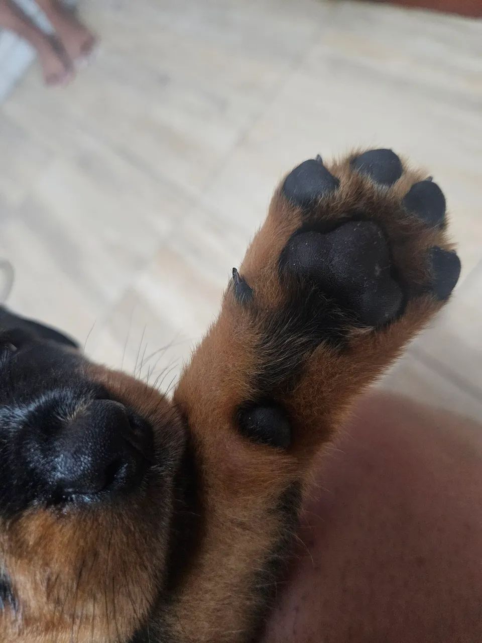 Filhotes de Rottweiler - Foto 2