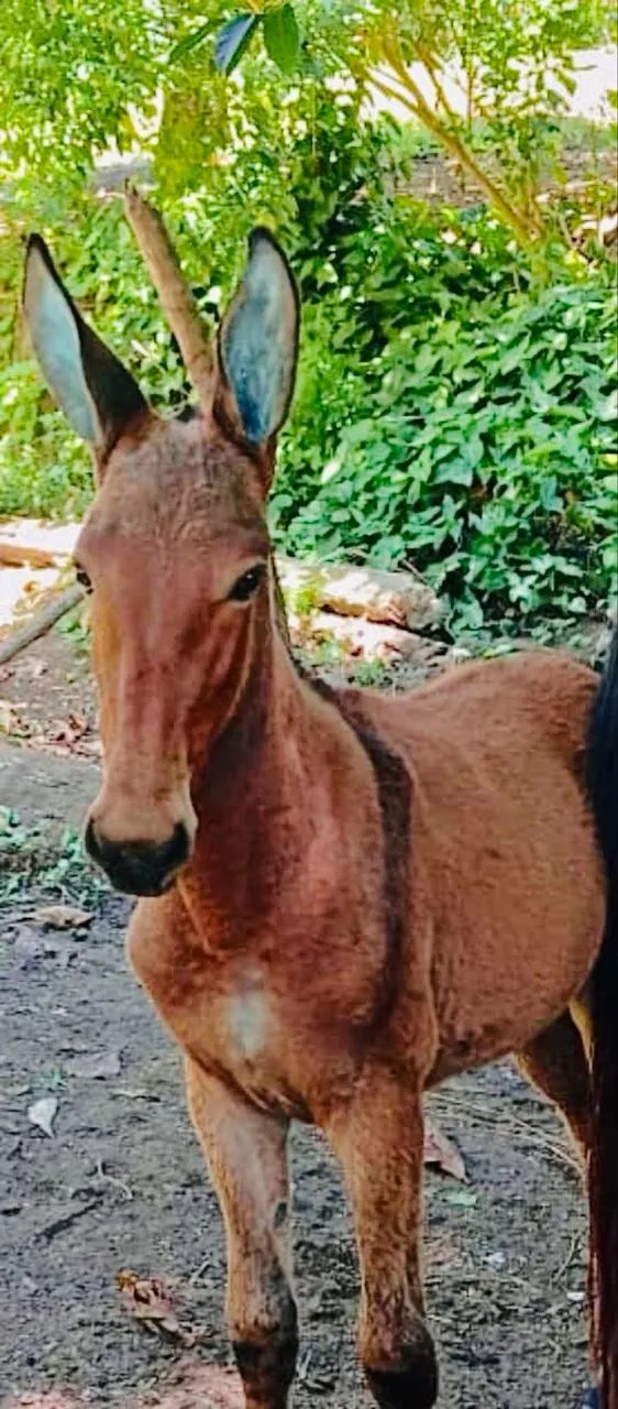 VENDE SE ÉGUA COM FILHOTE DE BURRO - Foto 2