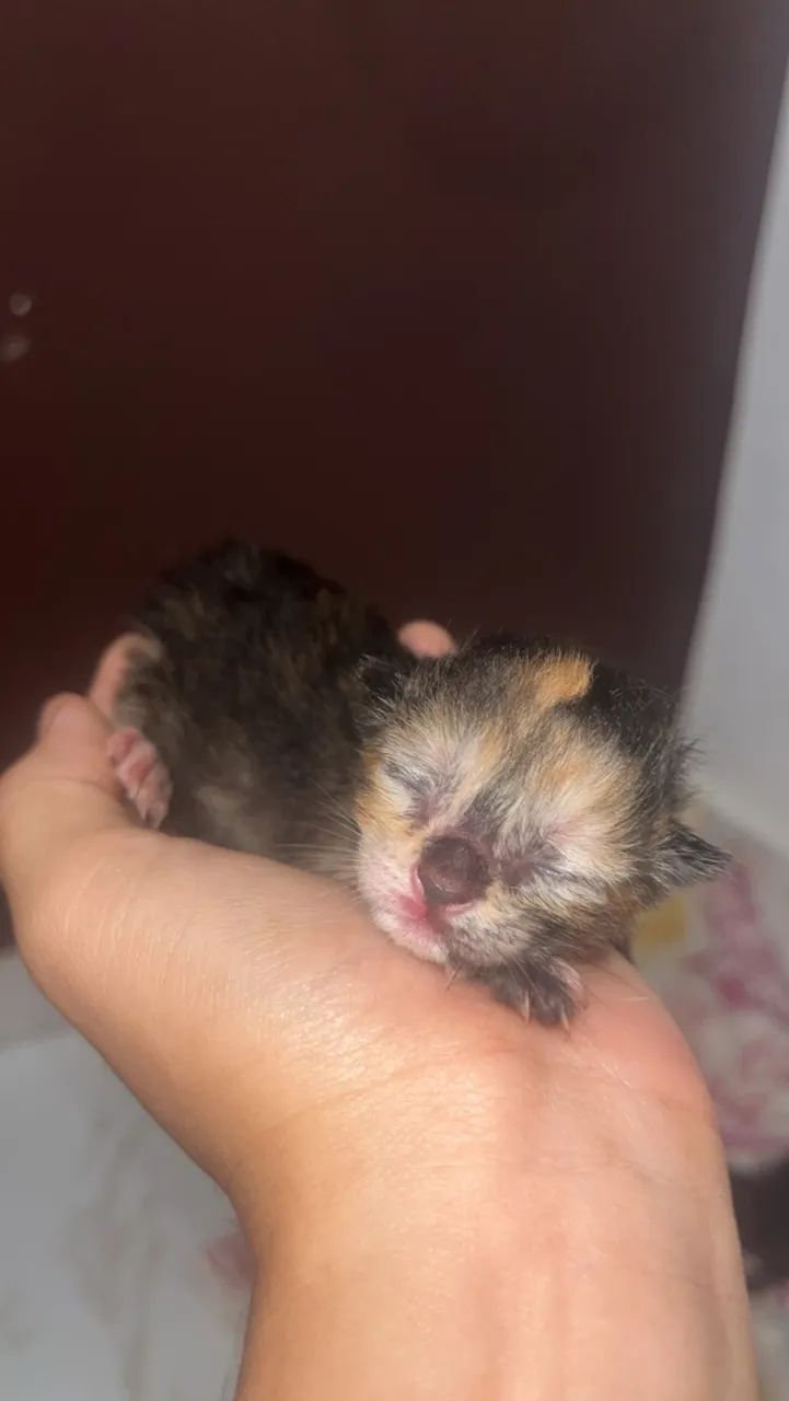 Doa-se gatinhos 