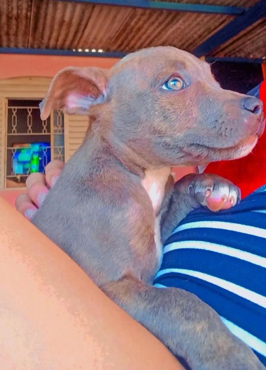 Pit Monster cm American Bully  - Foto 2