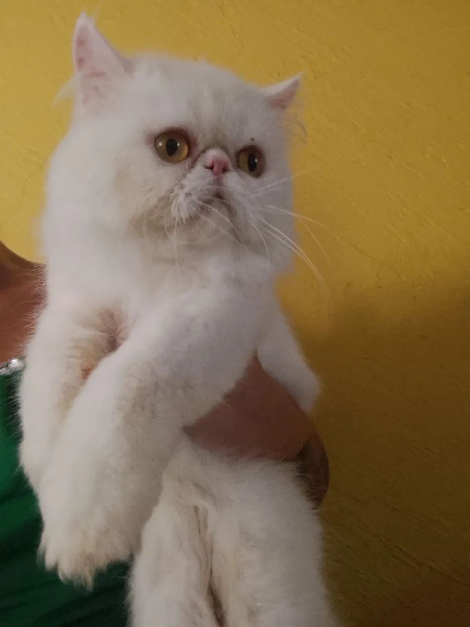 Gato persa garanhão  1 ano  - Foto 2