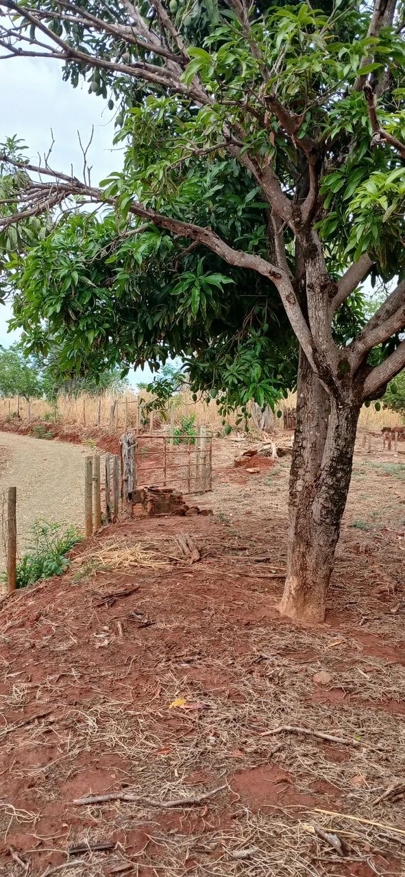 Sitio  - Foto 2