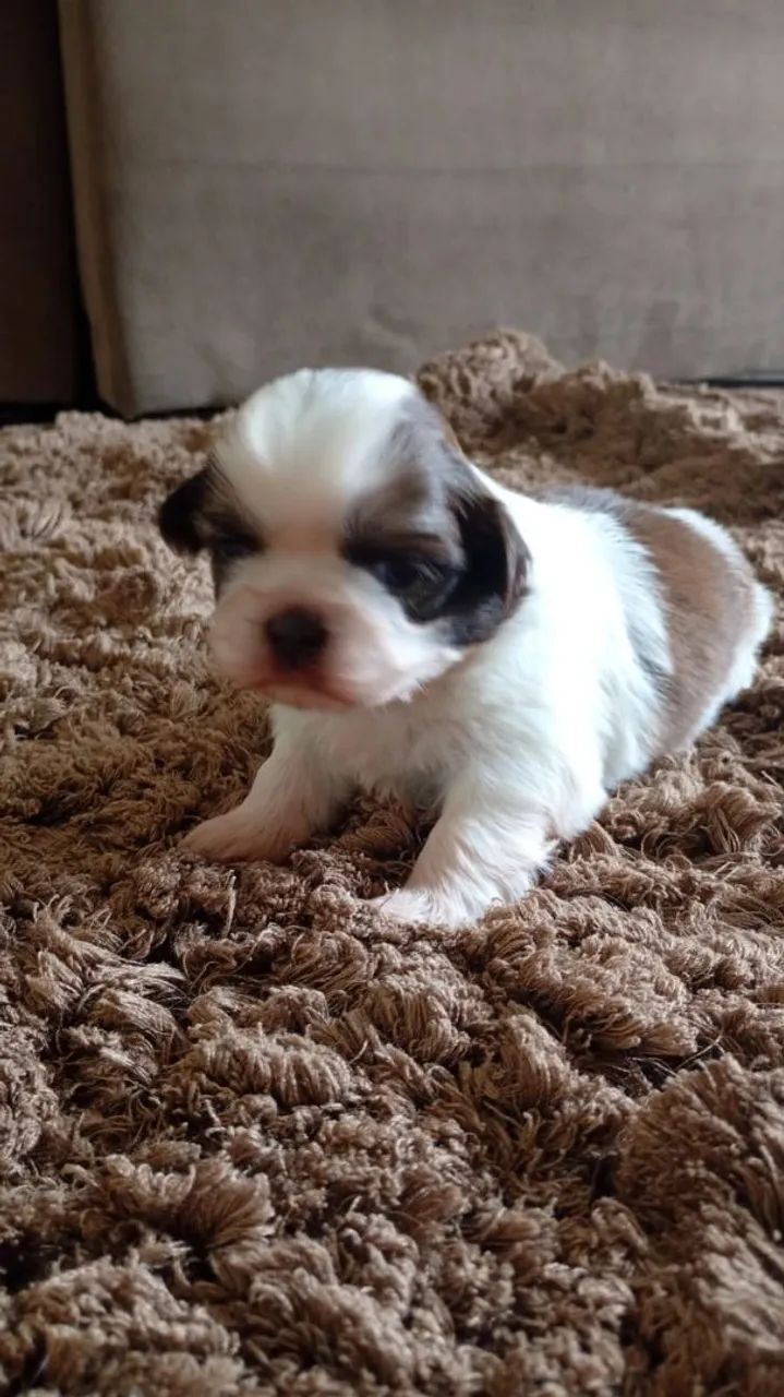 Mini Shin tzu . Eu tenho os filhotes mais lindos.  - Foto 5