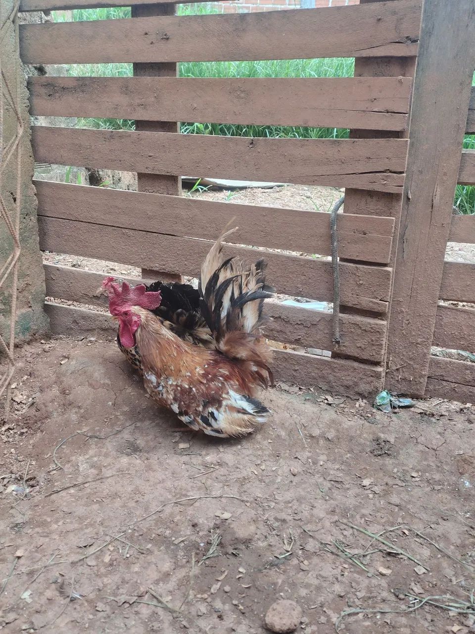 Disponíveis casais nagasaki  - Foto 5