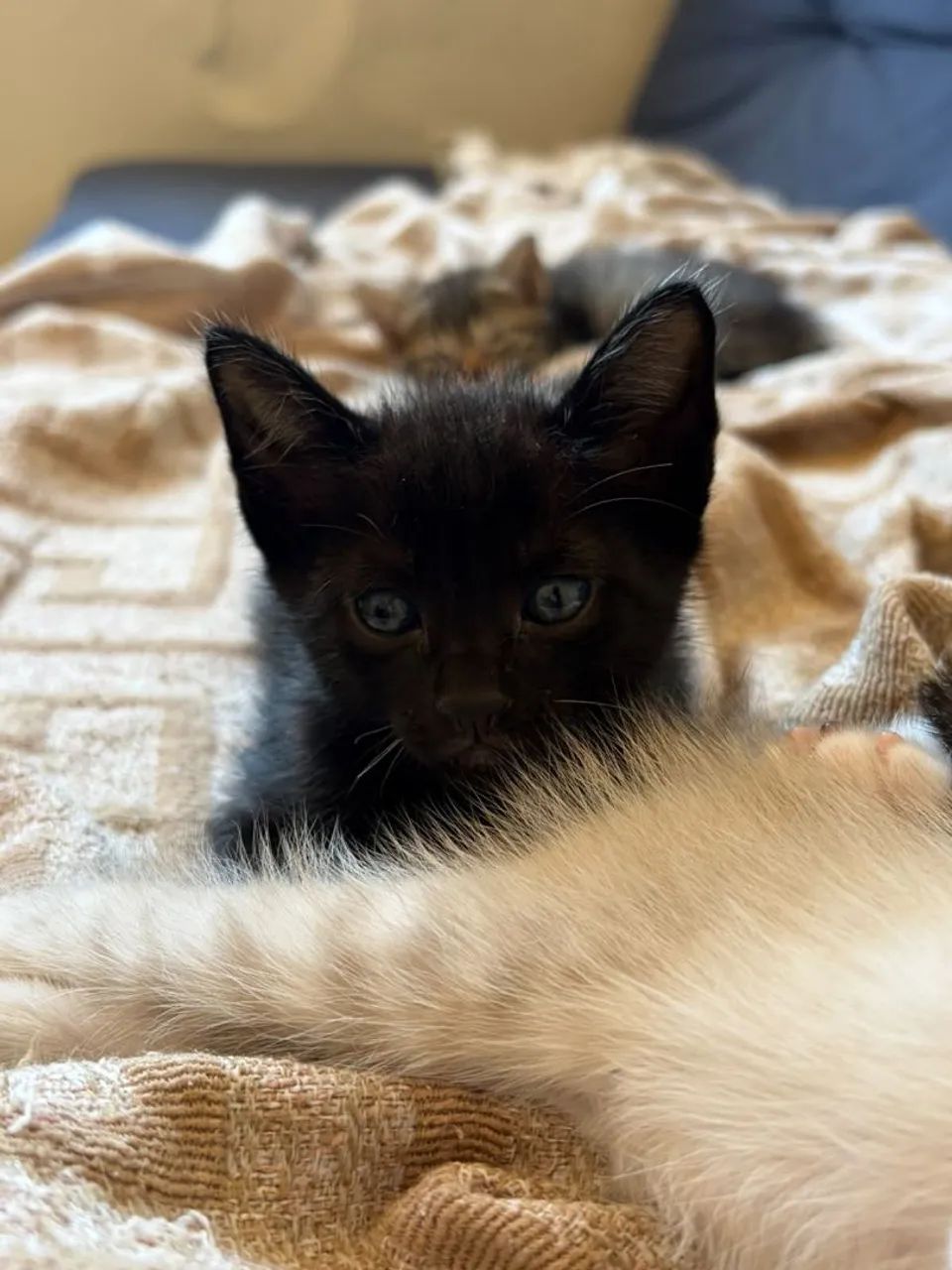 Gatinho para adoção 2 meses (macho)
