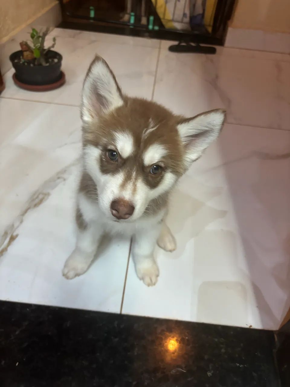 Husky siberiano  - Foto 2