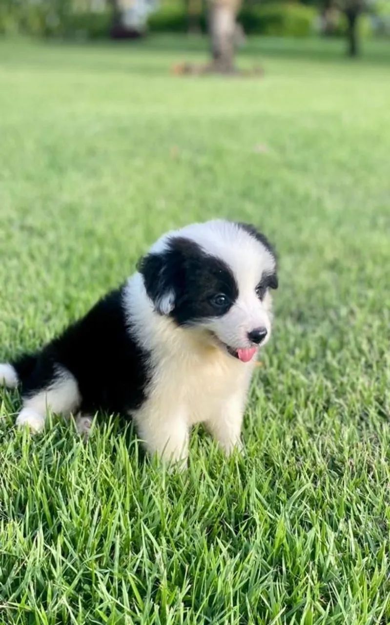 Border Collie - Encanto Puro