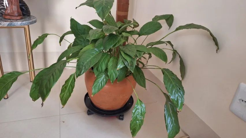 Vaso com lírio  - Foto 4