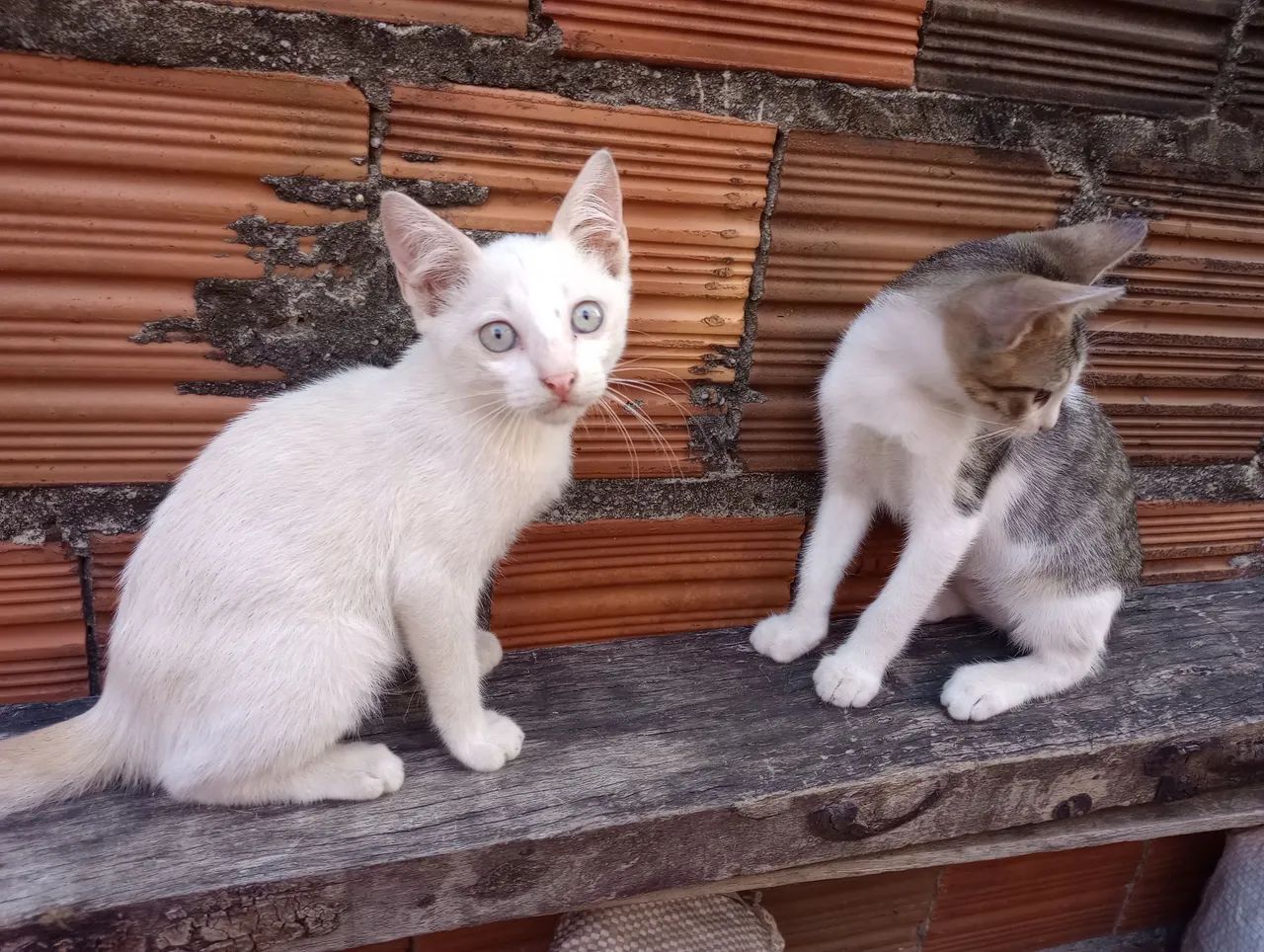 Filhotes de gato para adoção!!! - Foto 2