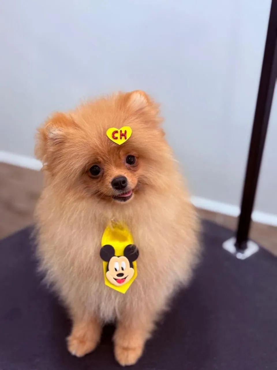 Lulu / Spitz Alemão  - Foto 2