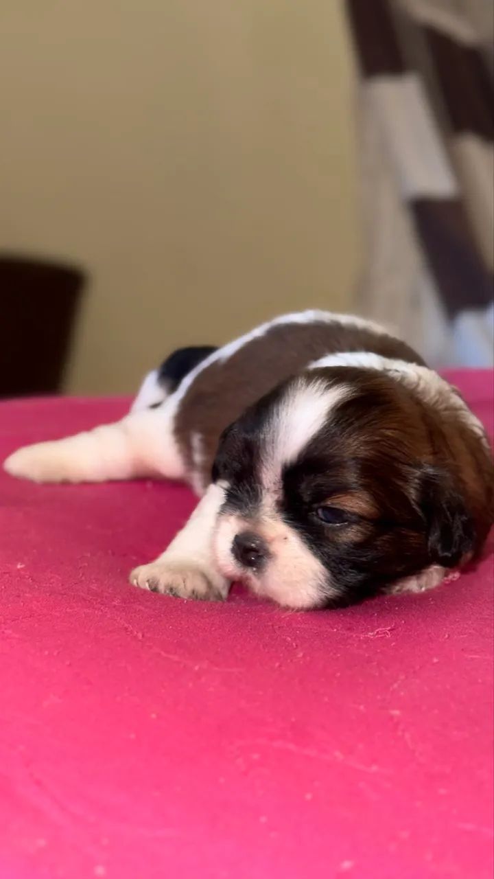 Shih-tzu  - Foto 3