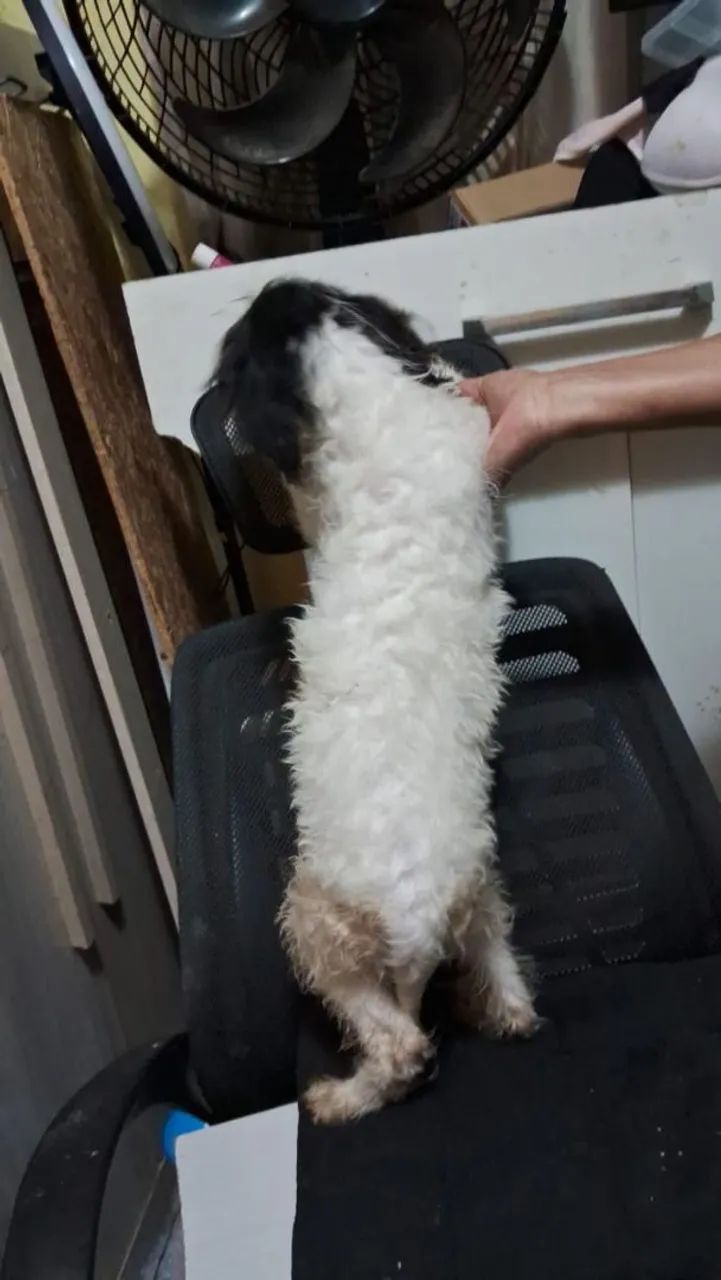 Cachorro poodllee - Foto 3