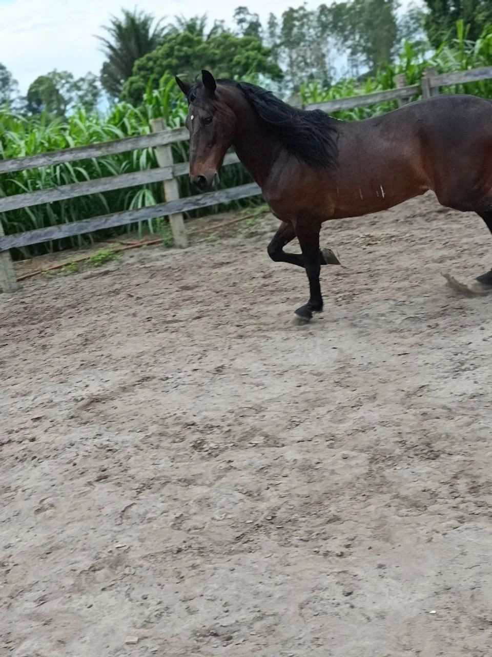 Cavalo  - Foto 5