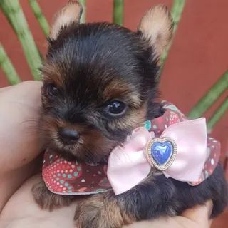 Yorkshire Fêmea Mini 