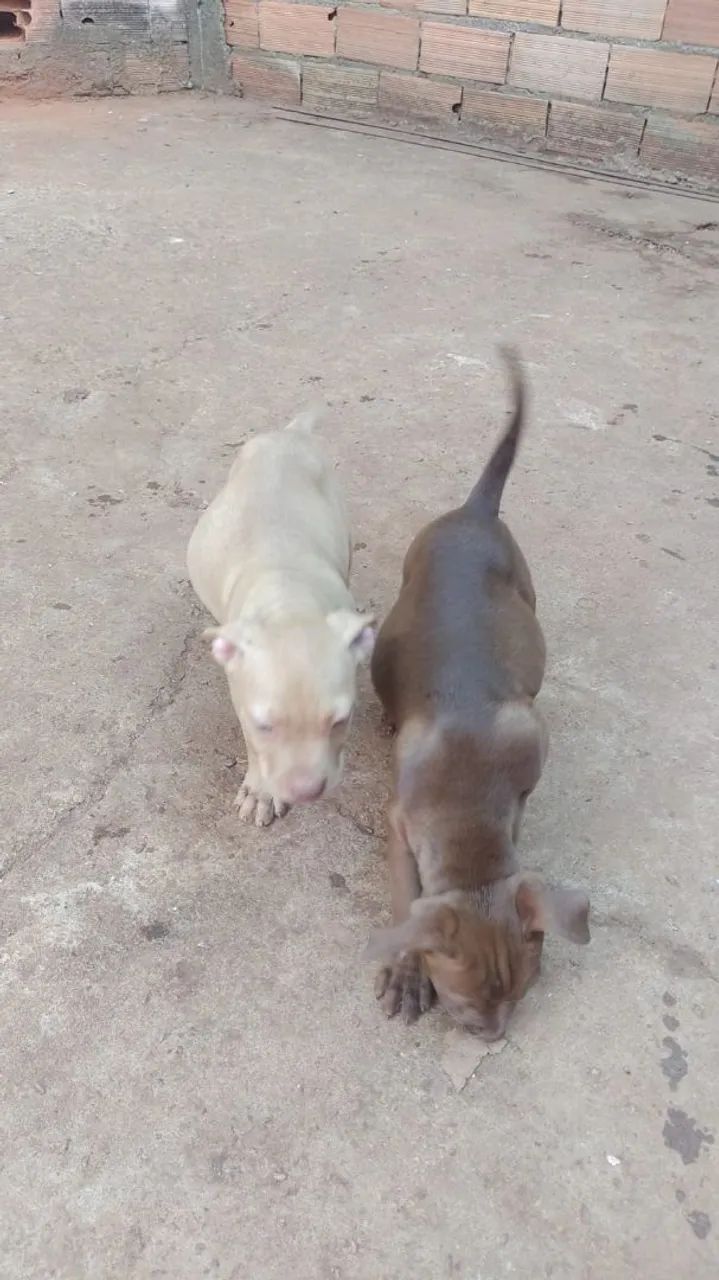 Filhotes de Pitbull - Foto 5