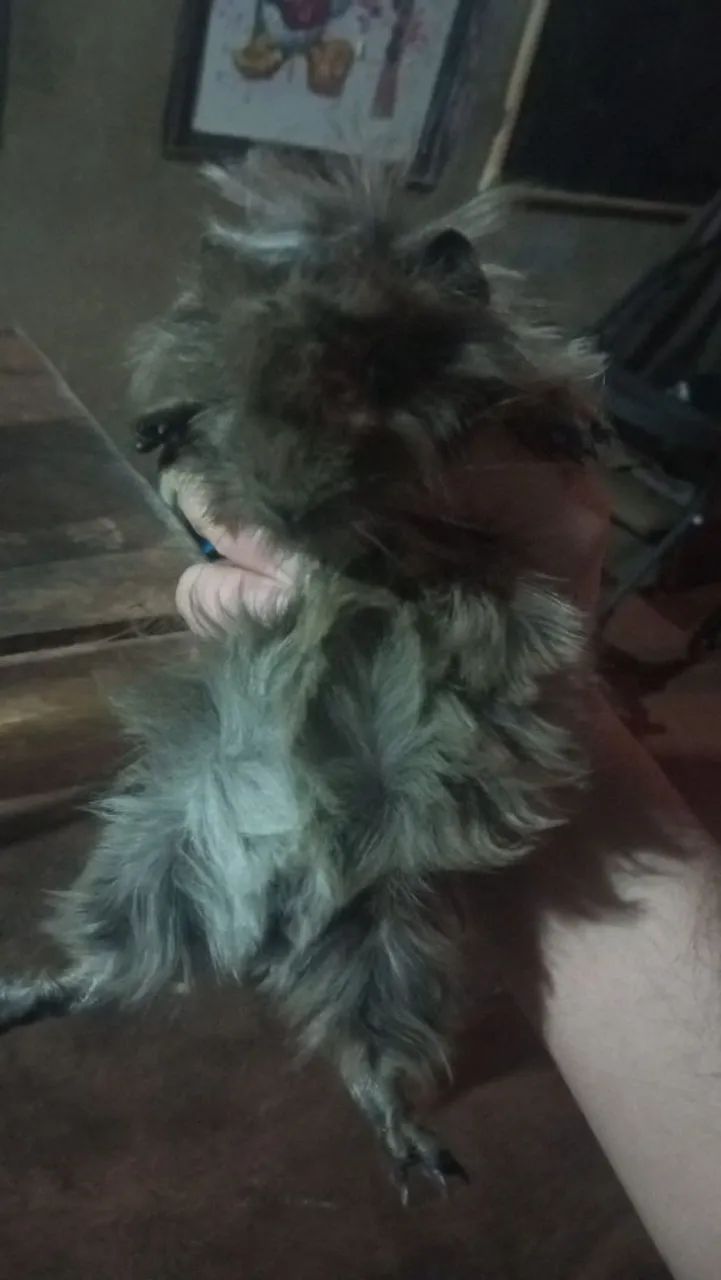 Porquinho da índia macho 