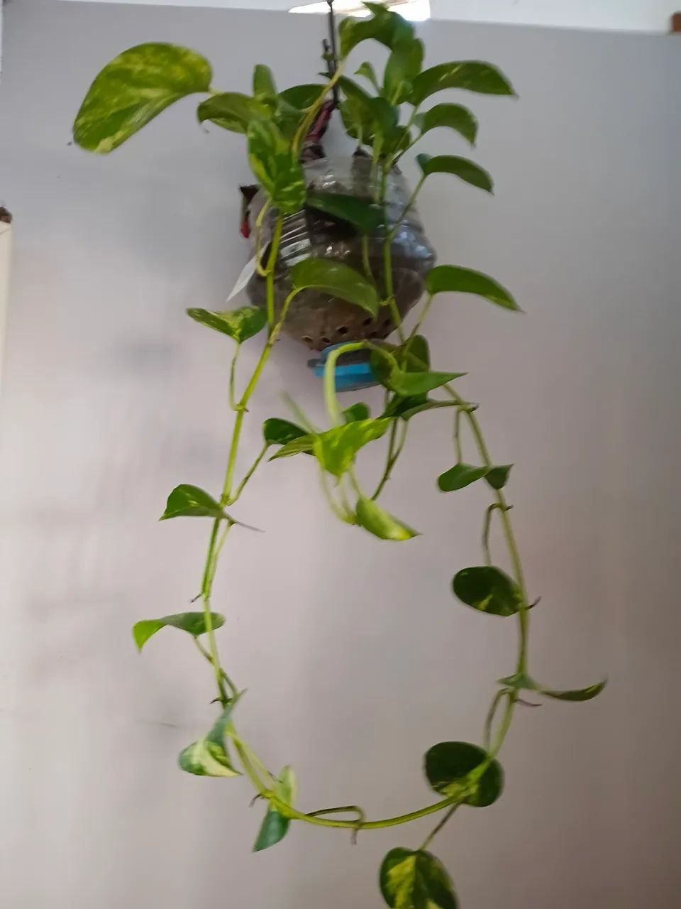 Plantas  - Foto 4