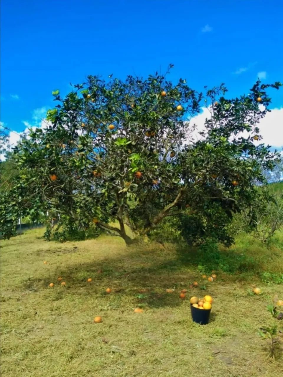 Oportunidade!  - Foto 3