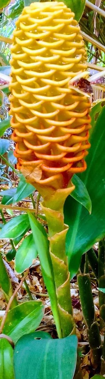 Planta  - Foto 2