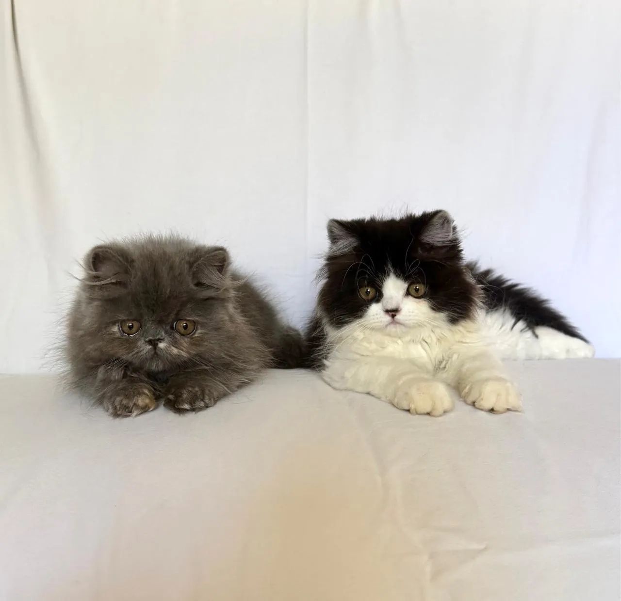 Gato Persa Fêmea e Macho - Foto 2